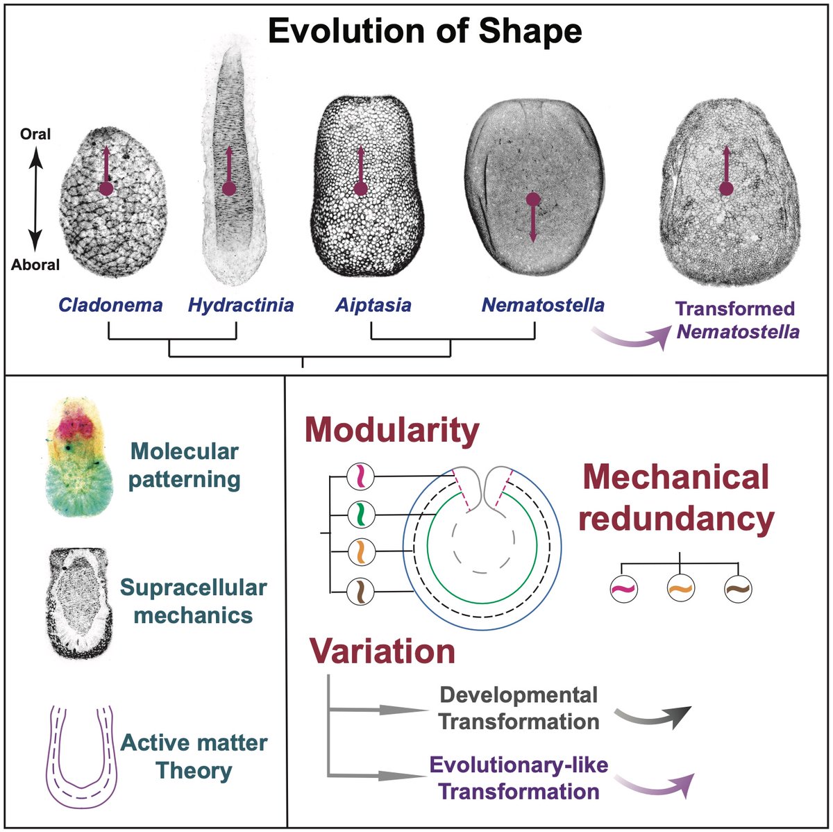Aissam Ikmi (@aissamikmi) on Twitter photo The evolution of shape diversity through the lens of physics—explored in our new paper! A fruitful collaboration between our lab @EMBL, Salbreux’s lab <a href="/unige/">unige</a> & others, led by <a href="/BailleulRichar1/">Bailleul Richard</a>—now independent at <a href="/ENS_ULM/">École normale supérieure | PSL</a>—& Nicolas Cuny. bit.ly/3WRqdEa The evolution of shape diversity through the lens of physics—explored in our new paper! A fruitful collaboration between our lab @EMBL, Salbreux’s lab <a href="/unige/">unige</a> & others, led by <a href="/BailleulRichar1/">Bailleul Richard</a>—now independent at <a href="/ENS_ULM/">École normale supérieure | PSL</a>—& Nicolas Cuny. bit.ly/3WRqdEa