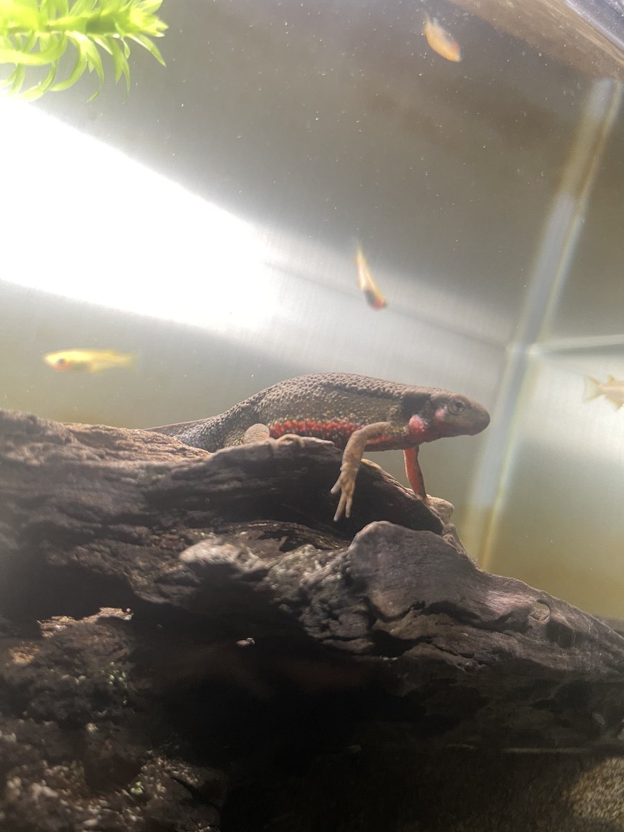 少し婚姻色出てきてる？