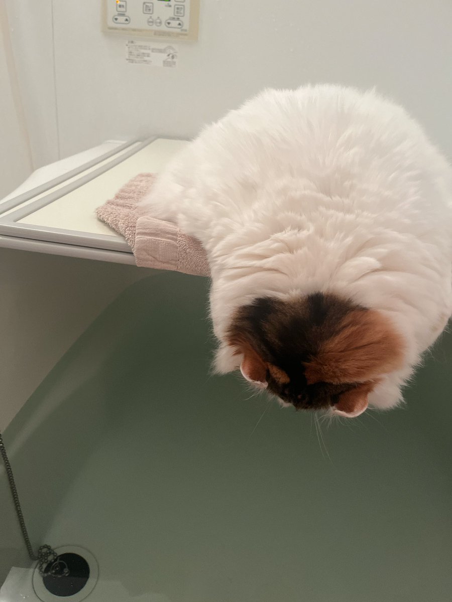 mikesukoame's tweet photo. お風呂。

 #おふろ  #ねこのいる幸せ  #ねこのきもち  #ねこと暮らす  #お風呂好きな猫 https://t.co/jQx1CFXjK5