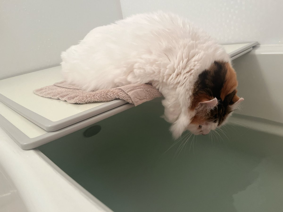 mikesukoame's tweet photo. お風呂。

 #おふろ  #ねこのいる幸せ  #ねこのきもち  #ねこと暮らす  #お風呂好きな猫 https://t.co/jQx1CFXjK5