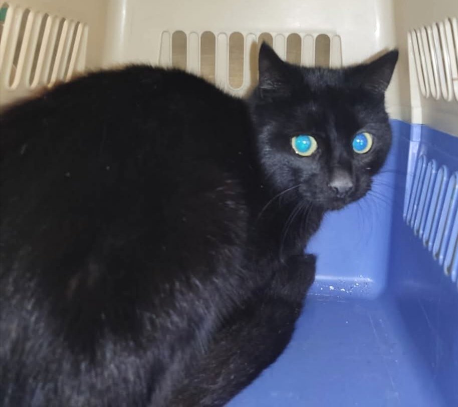 Gat negre trobat a #Mataró (camí Ral). No porta microxip, si saps d'algú q l'està cercant &gt; 93 756 60 66 #xarxabarcelonatrobats #gràcies #maresme