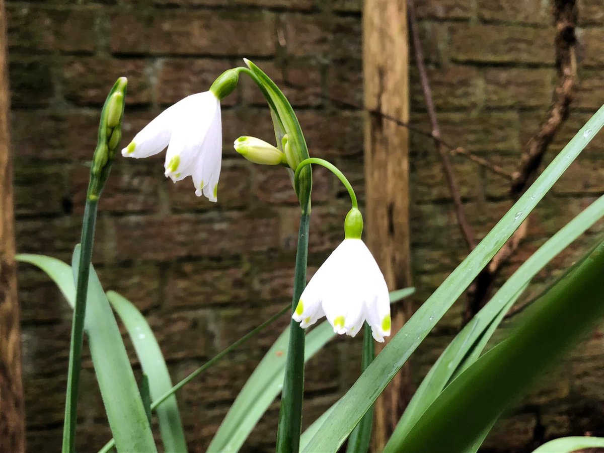 dthta57's tweet photo. Dag19/20 Kies 20 bloemen of planten die bij je zijn gebleven of indruk op je hebben gemaakt. Een bloem, plant per dag, 20 dagen achter elkaar. Zonder uitleg, zonder details, alleen foto's.
#PlantChallenge
#FlowerChallenge
#Bloomscrolling https://t.co/rnrBmB0Jr1