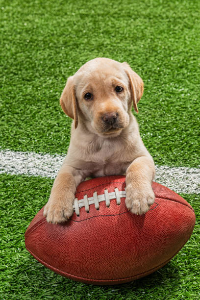 TiggersDogRes's tweet photo. Good Luck to the @Chiefs and the @Eagles in todays @SuperBowl https://t.co/bAzUeHEiid