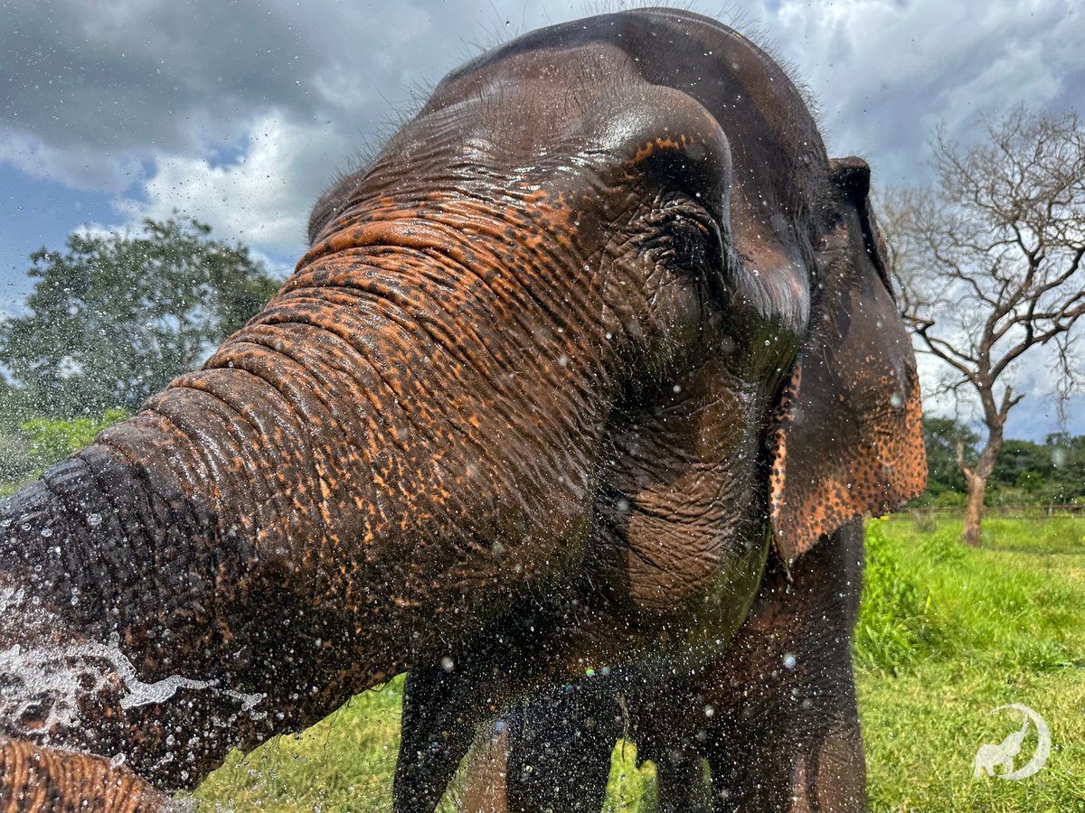 When the mud washes away, an elephant's sneaky sparkles appear. ⭐

As we’ve talked about several times, it’s very rainy these days at Elephant Sanctuary Brazil. In a video that we previously shared, you can see how intense the downpours can be (watch it here