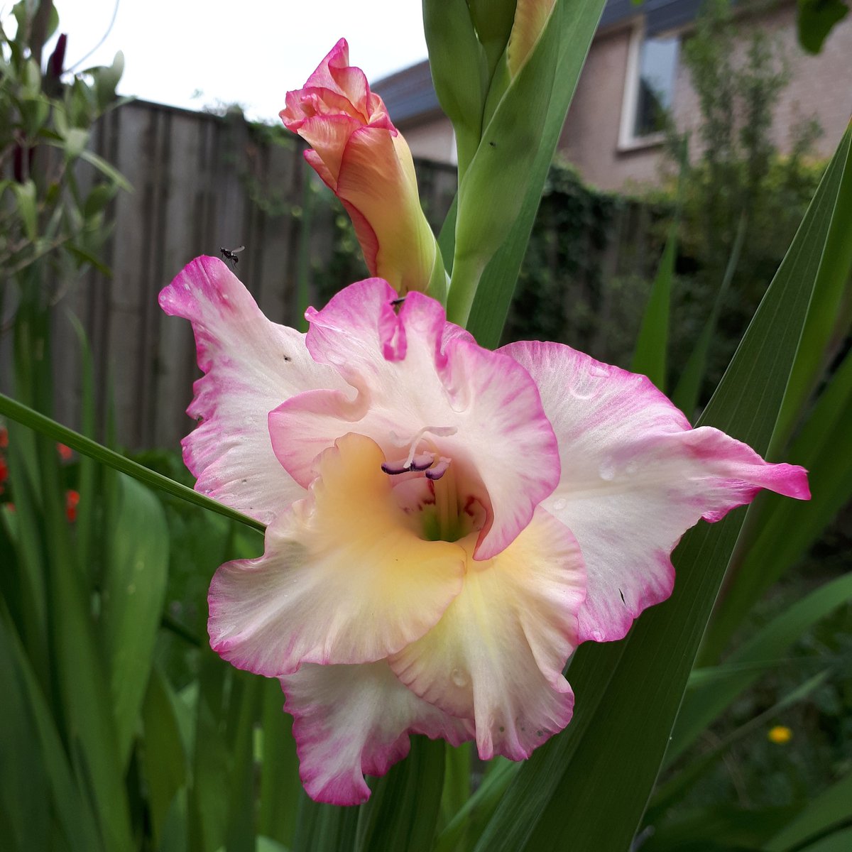 23pater's tweet photo. Dag19/20 van #BloemenenPlanten Kies 20 bloemen of planten die je bij zijn gebleven of indruk op je hebben gemaakt. Een bloem, plant per dag, 20 dagen achter elkaar. Zonder uitleg, zonder details, alleen foto's.
#PlantChallenge
#FlowerChallenge
#Bloomscrolling https://t.co/dY5AbuEL3T
