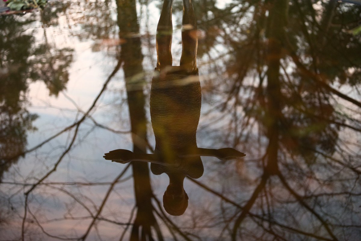 Protestfotografie Dresden tweet media