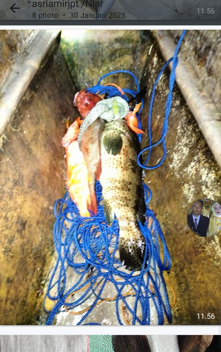 stdewi98's tweet image. Rabu,22/01/2025 Pengambilan data produksi KUN bersinar di Desa Bontosunggu Kec.Tamalatea
Kan Jeneponto sebanyak 5 kg 
# Puslatluh KP
# BRPBAPPP Maros
# Aksi Luhkan Jeneponto