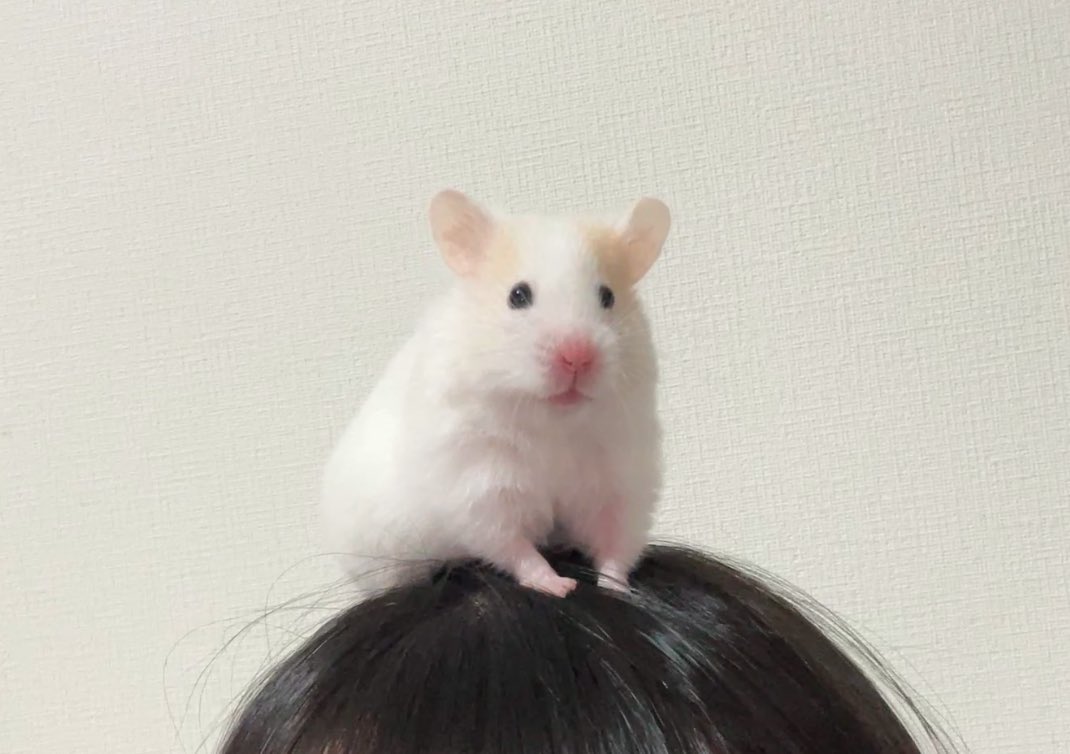 mashouno86's tweet photo. 専属の頭皮マッサージ師です。 https://t.co/ac2eiGxDlX