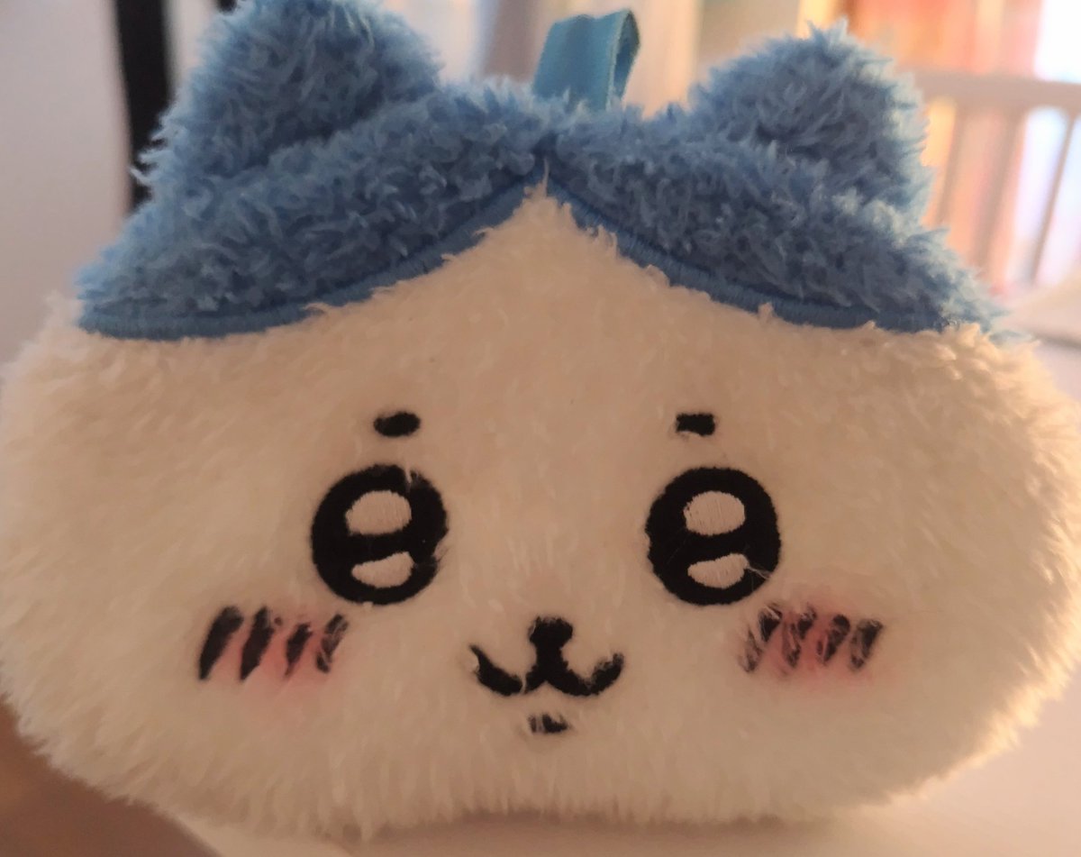 いつも一緒のテテモハチワレちゃん、今日は高級ドライヤーで乾かしてみたらいつもよりふわふわになった気がする