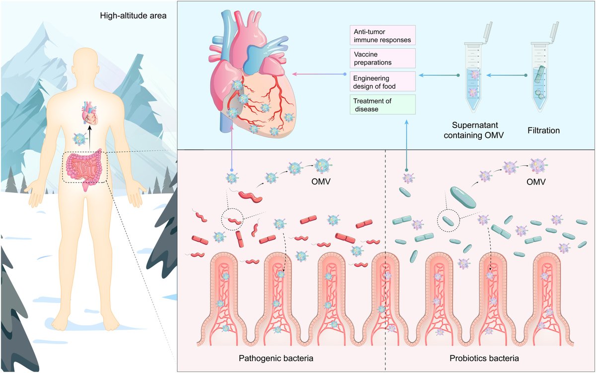 Gut #microbiota and OMVs: Unveiling novel regulatory mechanisms in high‐altitude myocardial injury #iMetaOmics onlinelibrary.wiley.com/doi/full/10.10… 
#microbiome #biomarker #CardioTwitter #MedTwitter 
<a href="/wileymicrobio/">Wiley Microbiology</a> <a href="/WileyBiomedical/">Wiley Biomedical Science</a> <a href="/WileyHealth/">Wiley Clinical Health</a>