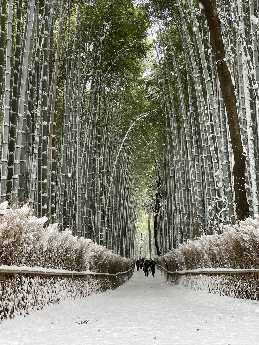 sagagrace1's tweet photo. スタッフです。
昨日の嵐山です。
雪一面の渡月橋と天龍寺、竹林の小径です。
普段と違う一面が見れて良かったです。
#嵐山
#京都
#嵯峨嵐山
#渡月橋
#京都観光
#天龍寺
#竹林
#竹林の小径
#arashiyama
#Kyoto
#Tenryu-ji temple
#Bamboo forest
#Kyoto trip
#Togetsukyo bridge https://t.co/9TcuaJcdXc