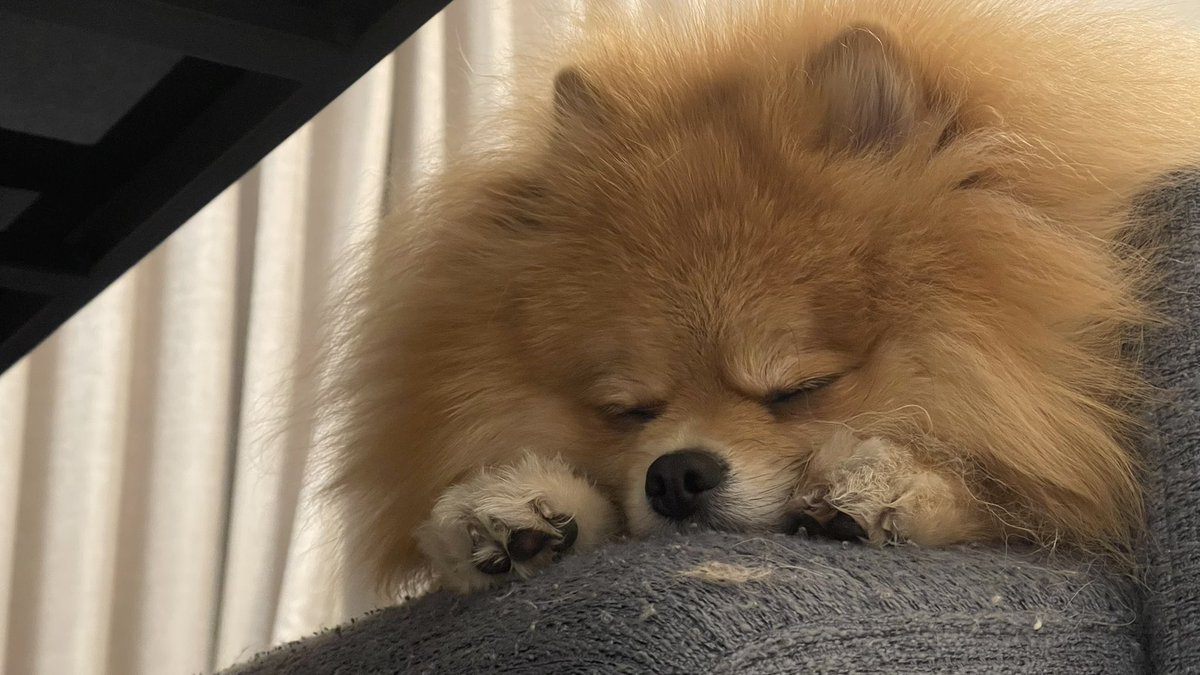 meimeidaisky's tweet photo. うとうとぐっすり https://t.co/QNBWtL0JgH