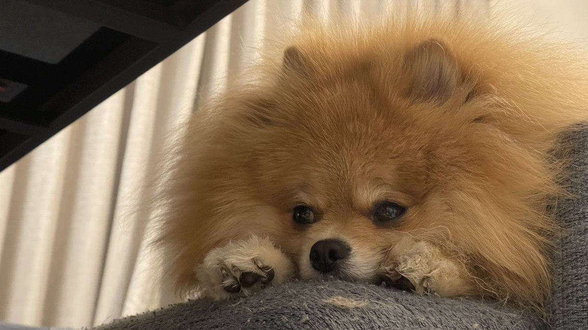 meimeidaisky's tweet photo. うとうとぐっすり https://t.co/QNBWtL0JgH