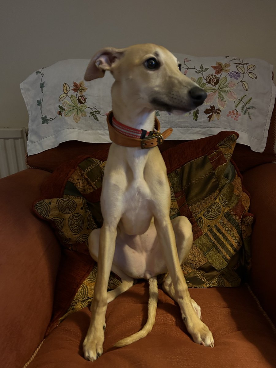 andyflyfisher's tweet image. A new member of the family, and not mine I hasten to add !
Meet sweet Roxy 

#Whippet