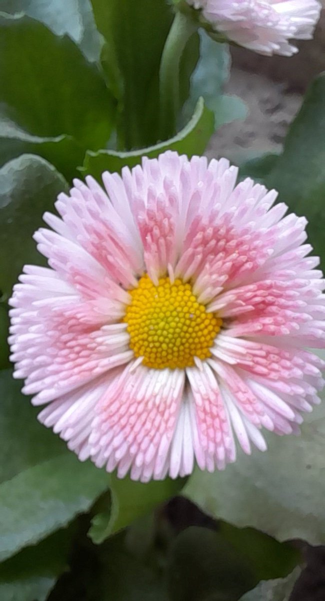 sanjay12569's tweet photo. #mypicks🪴
Sunday morning pick, 
Common Daisy Flower in my garden,  
       🌱☀️🌷❤️ 🌺
#takenbyme    #flower      #photography #gardening      #MyPic    #nature    #Garden #GardenersWorld https://t.co/PBVPkJdzc9