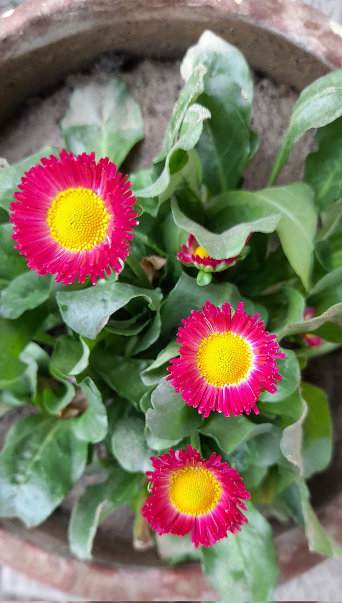 sanjay12569's tweet photo. #mypicks🪴
Sunday morning pick, 
Common Daisy Flower in my garden,  
       🌱☀️🌷❤️ 🌺
#takenbyme    #flower      #photography #gardening      #MyPic    #nature    #Garden #GardenersWorld https://t.co/PBVPkJdzc9