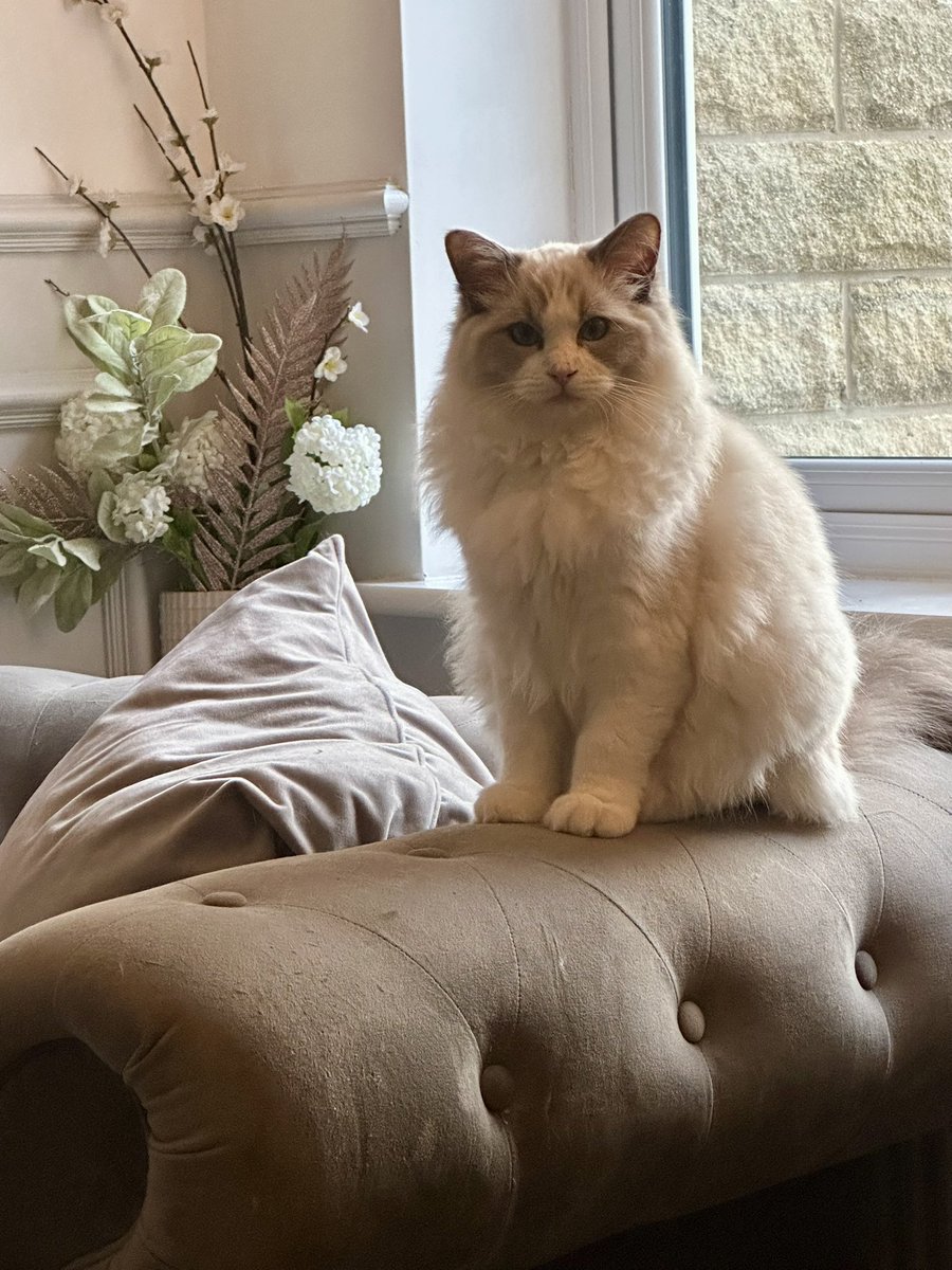 Ricky the kitty tweet media
