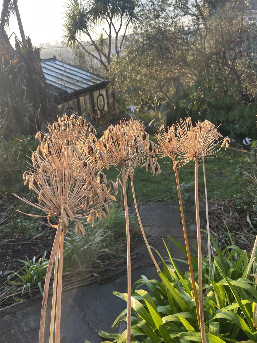 Toby Buckland (@tobybuckland) on Twitter photo Sparkling agapanthus seed heads (they’re almost too bright!) are my #humblebraggage - what’s yours? Share for a shout out on the biggest non-award-winning garden-wireless show. Tune yr dial to <a href="/BBCSounds/">BBC Sounds</a> via <a href="/BBCCornwall/">BBC Cornwall</a> / <a href="/BBCDevon/">BBC Devon</a> . From 10am 👍 Sparkling agapanthus seed heads (they’re almost too bright!) are my #humblebraggage - what’s yours? Share for a shout out on the biggest non-award-winning garden-wireless show. Tune yr dial to <a href="/BBCSounds/">BBC Sounds</a> via <a href="/BBCCornwall/">BBC Cornwall</a> / <a href="/BBCDevon/">BBC Devon</a> . From 10am 👍