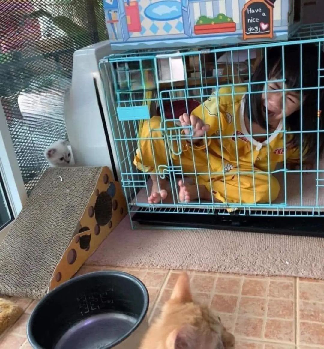 TheCatsX's tweet photo. Orange cat behavior https://t.co/2NuqfZhJcH