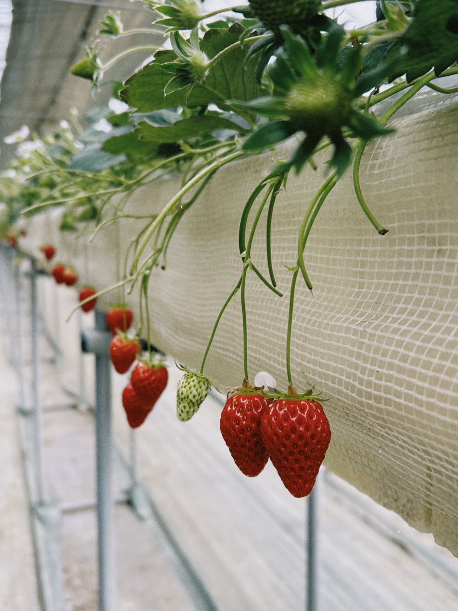 100個以上食べました🍓✨
（幸せෆ̈）