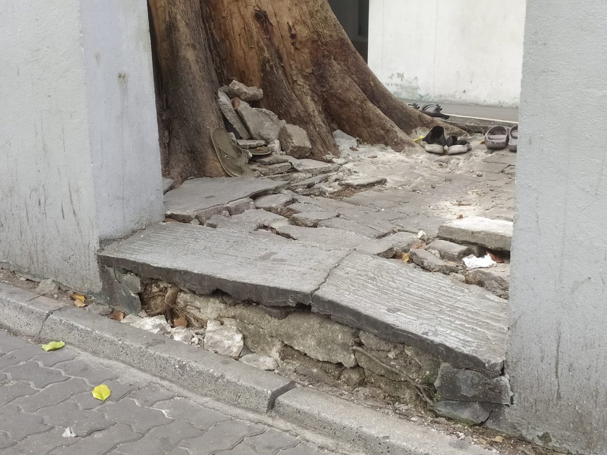 afsal_afey's tweet photo. ވަރަށް ދުވަސްވީ ގަހެއް، އެހެންނަމަވެސް މި ގަހުގެ މޫތައް ފެތުރި އެކަމުގެ ސަބަބުން މިސްކިތައް ގެއްލުންވެ ނަމާދަށް އަރާ މީހުންނަށްވެސް ދަތިތަކާ ކުރިކަތިލާން ޖެހިފައިވަނީ. މިސްކިތުގެ ތަޅުމާއި ވުޝޫކުރާ ބައި އެއްކޮށް ހަލާކުވެދަނީ.
@Mohamedshaheem1 @adamazim @EPAMaldives @MaleCitymv https://t.co/pz5T4EGzz3