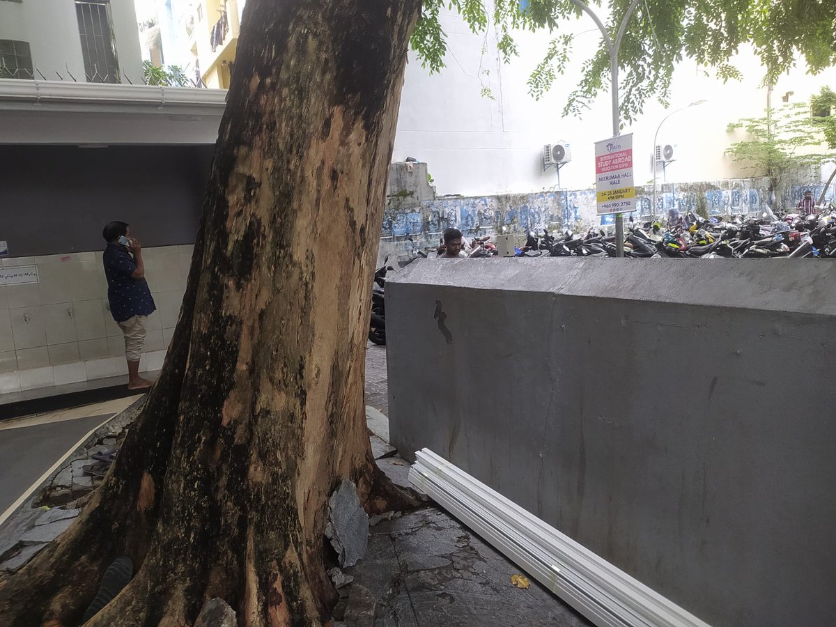afsal_afey's tweet photo. ވަރަށް ދުވަސްވީ ގަހެއް، އެހެންނަމަވެސް މި ގަހުގެ މޫތައް ފެތުރި އެކަމުގެ ސަބަބުން މިސްކިތައް ގެއްލުންވެ ނަމާދަށް އަރާ މީހުންނަށްވެސް ދަތިތަކާ ކުރިކަތިލާން ޖެހިފައިވަނީ. މިސްކިތުގެ ތަޅުމާއި ވުޝޫކުރާ ބައި އެއްކޮށް ހަލާކުވެދަނީ.
@Mohamedshaheem1 @adamazim @EPAMaldives @MaleCitymv https://t.co/pz5T4EGzz3