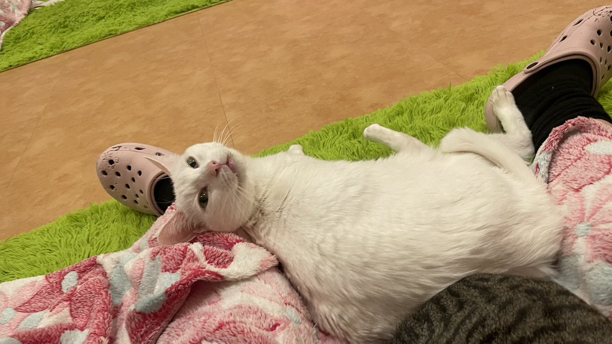 8hisaaan's tweet photo. 振り向きイケニャンのトニー😼

#猫の恵庭
#保護猫カフェ猫の恵庭 https://t.co/yin4HzK1yD