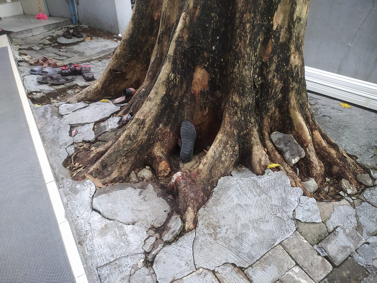 afsal_afey's tweet photo. @Mohamedshaheem1 @adamazim @EPAMaldives @MaleCitymv ގަސް އަރިއަޅާލައި އިން ފާރާ ދޭތެރޭ ފޫޓެއްހާ ދުރުމިންވެސް މިހާރު ނެތް. ކުރިމަތިން އޮތީ ގިނަ ބަޔަކު ދުއްވާ މަގަކާއި އެތައް ބަޔަކު ސަައިކަލް ޕާކުކުރާ ޕާކިންއެއް. ގަސް ވެއްޓި މީހަކަށް އަނިޔާއެއް ލިބި އެތައް ބައެއްގެ މުދަލަށް ގެއްލުން ލިބިދާނެކަމުގެ ބިރު އެބައޮތް. https://t.co/dgaa5zKOGg