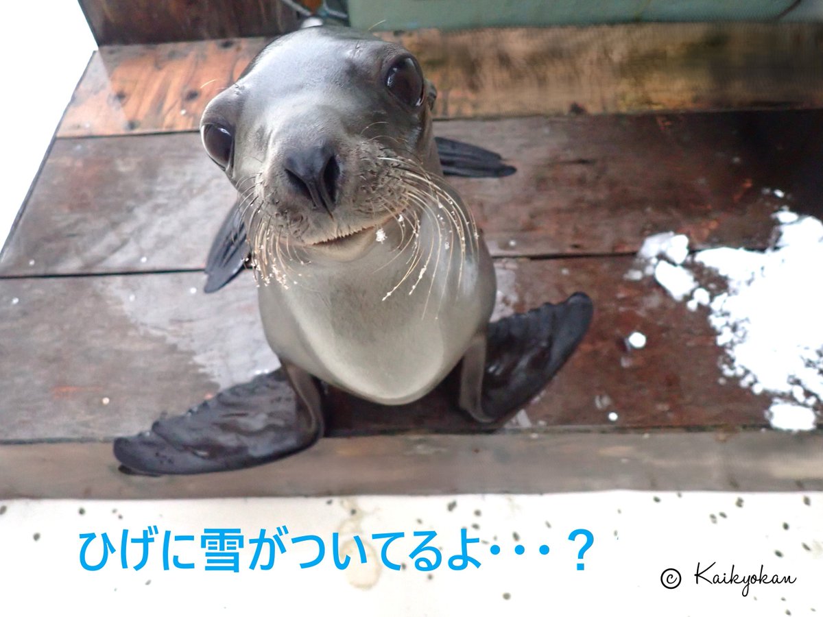 shimonoseki_aq's tweet photo. 雪だるまとイルカ・アシカたち
海響館にも雪が積もりました！ https://t.co/kt4SogJZNb