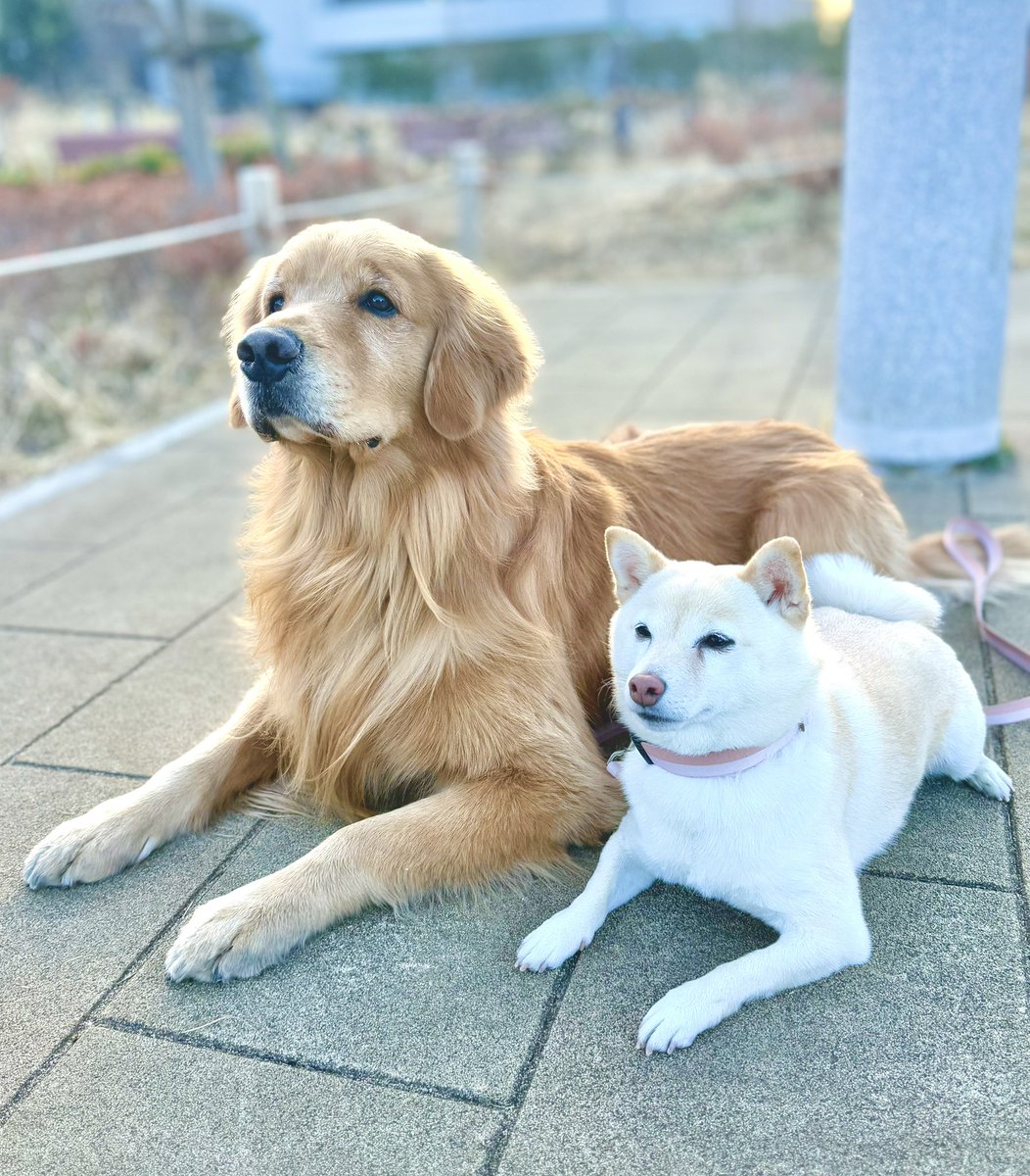 羊毛フェルト パン大好き！子犬ゴールデンレトリバーさん （ゴールデン 