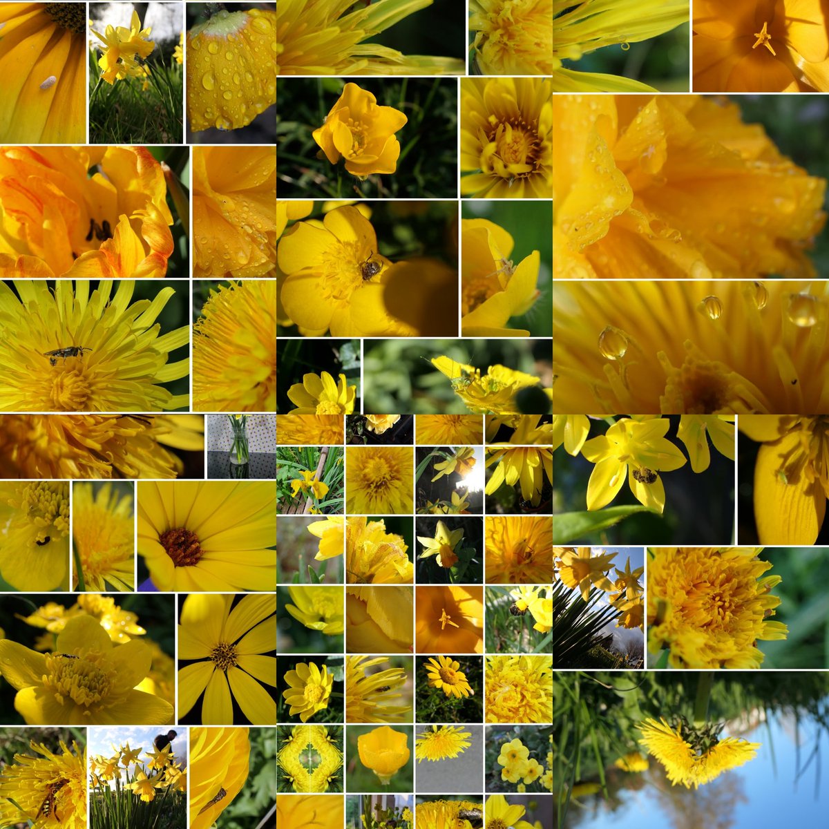 DandelionAppre1's tweet photo. I opened up my photos app and typed yellow things into the search bar. Spent a happy half an hour scrolling through remembering walks, which pots and patches of the garden will hopefully soon be blooming and smiling. Highly recommend 😁 Happy #SundayYellow folks. #naturelovers https://t.co/LJKaOxcxQT