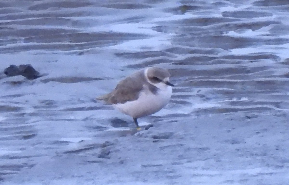 Karen Jayne (@hobbylovinglife) on Twitter photo At last some decent views of the Kentish Plover with Dean <a href="/worlebirder/">Dean Reeves</a> at Burnham on Sea this morning. Good to see <a href="/JulianThomas19/">Julian Thomas</a> <a href="/MikeMoxon2/">Mike Moxon</a> & meet some new friends too <a href="/somersetbirds/">Somerset Birds</a> <a href="/bto_somerset1/">bto_somerset1</a> At last some decent views of the Kentish Plover with Dean <a href="/worlebirder/">Dean Reeves</a> at Burnham on Sea this morning. Good to see <a href="/JulianThomas19/">Julian Thomas</a> <a href="/MikeMoxon2/">Mike Moxon</a> & meet some new friends too <a href="/somersetbirds/">Somerset Birds</a> <a href="/bto_somerset1/">bto_somerset1</a>