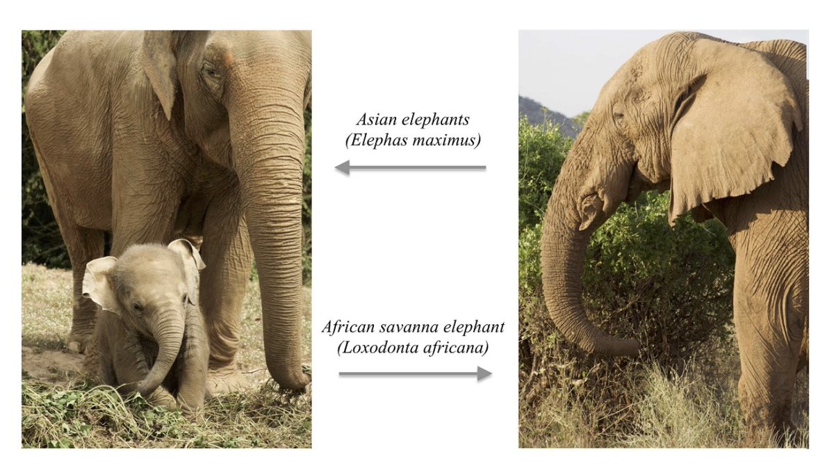 Yang LIU (@tracyli43826877) on Twitter photo Excited to share our paper on the mathematical modelling of elephant trunk wrinkles, working with <a href="/LAngelaMihai/">L. Angela Mihai</a> and <a href="/AlainGoriely/">Alain Goriely</a>. We provide qualitative insight into pattern formation in elephant trunks based on nonlinear morphoelasticity. Read more in
iopscience.iop.org/article/10.108… Excited to share our paper on the mathematical modelling of elephant trunk wrinkles, working with <a href="/LAngelaMihai/">L. Angela Mihai</a> and <a href="/AlainGoriely/">Alain Goriely</a>. We provide qualitative insight into pattern formation in elephant trunks based on nonlinear morphoelasticity. Read more in
iopscience.iop.org/article/10.108…