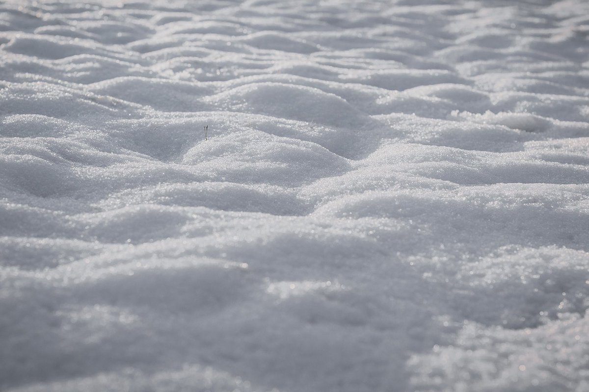 BitterFoxes's tweet photo. Embers Under Snow https://t.co/nr5ZQnHC0k