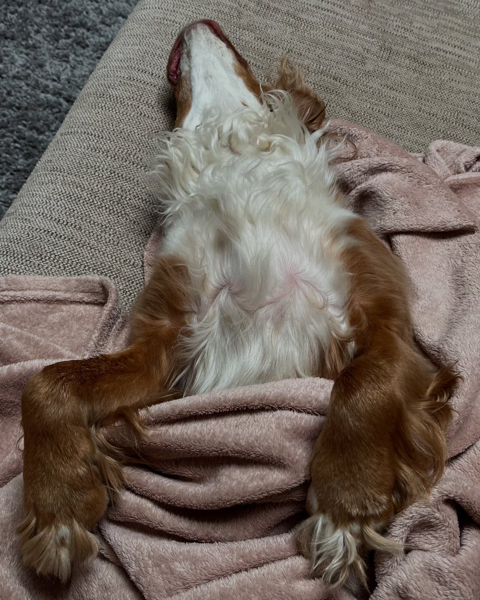 If this is your current position… get up and get yourself down to The Fellow this afternoon for a banging roast, spicy 🌶️ Bloody Mary and the Six Nations #sunday #sixnations #dogsofinstagram #dogfriendlylondon