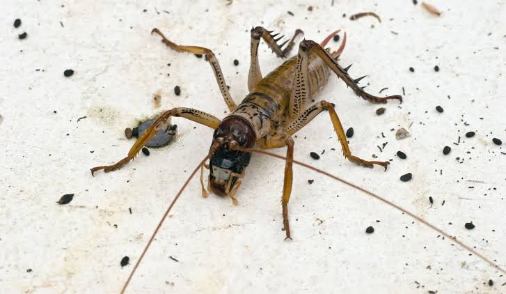 CuterKai's tweet photo. Everybody freaking out over Australian insects.. HELLO?? Look at this in New Zealand. It’s called a Weta.. NO THANKS #newzeland #insects https://t.co/gcgAU5b7nO