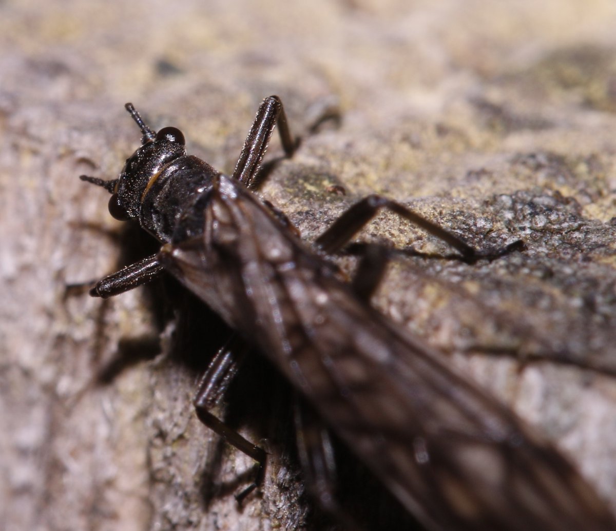 bscgscotland's tweet photo. #StoneflySaturday Only one nemourid found (with some Brachyptera yesterday 8 Feb) on a fencepost near the River Spey @boatofgarten.
This the only one of 3 seen this month, all near the Spey, to have deformed/damaged antennae https://t.co/n1eH2xS4uJ