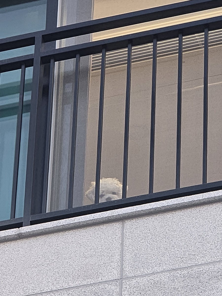 zzhan_0613's tweet image. 창밖 보는 설이가 너뮤 귀엽다고
세살 버릇 여든까지 간다