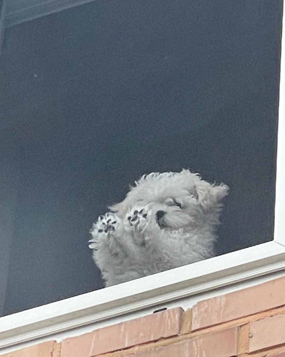 zzhan_0613's tweet image. 창밖 보는 설이가 너뮤 귀엽다고
세살 버릇 여든까지 간다