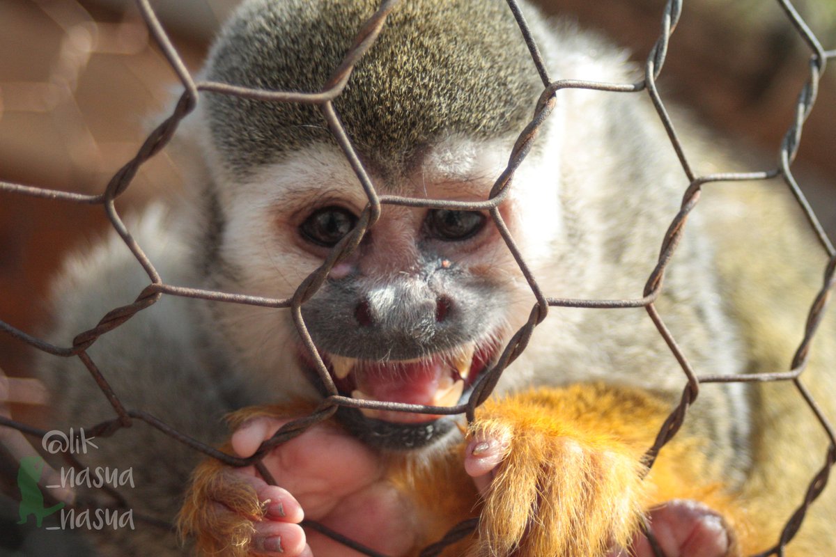 lik_nasua_nasua's tweet photo. 抗議された?
#トリアスふれあい動物園
#コモンリスザル #ヤヨイ♀(多分)
#CommonSquirrelMonkey https://t.co/4aQbRceKiO