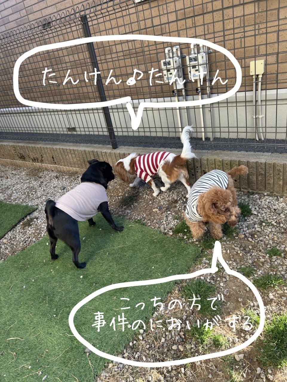 きなきなきなこ🐶 (@kinakina0523) / X