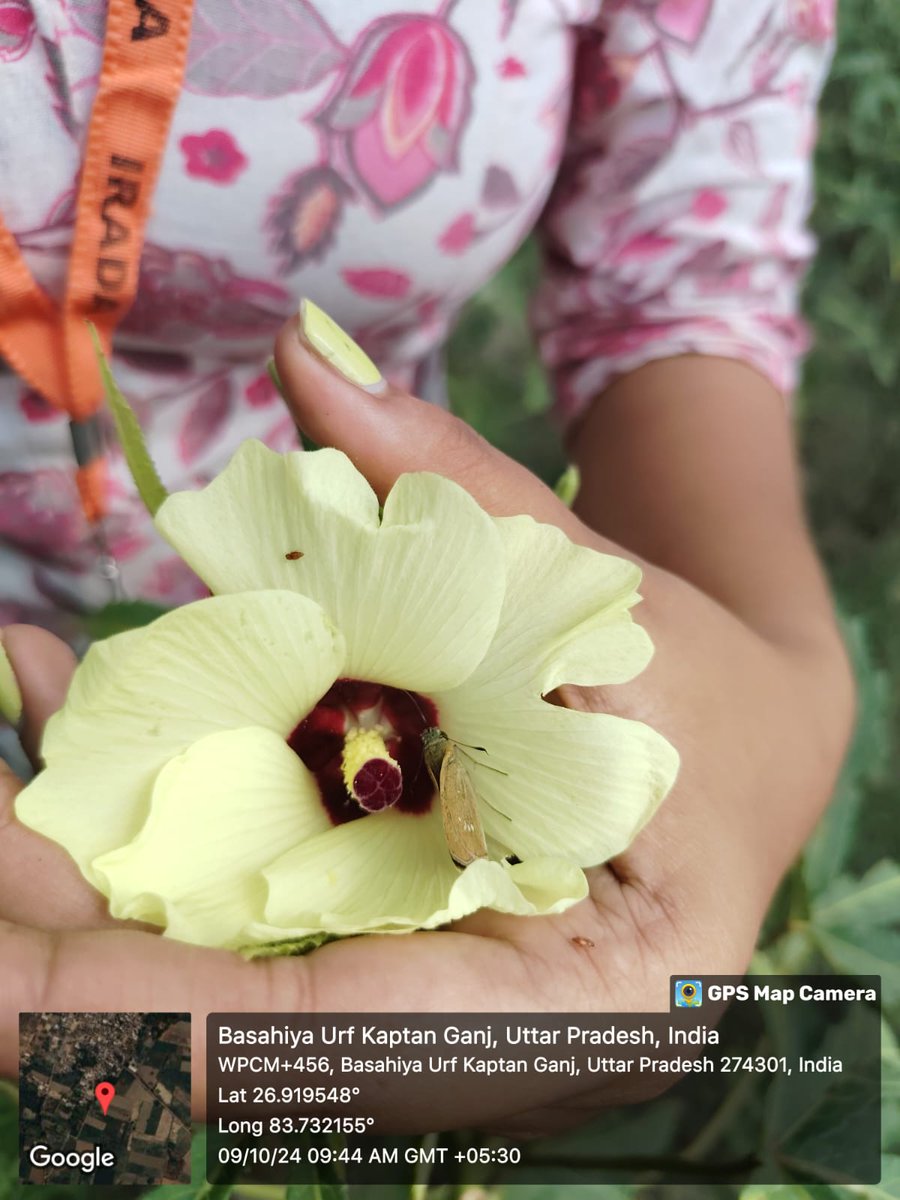 iradaInstitute's tweet photo. कृषि की पाठशाला, खुले आसमान के नीचे! 🌱📖 डीडीयू के कृषि छात्र इरादा संस्थान के माध्यम से RAWE कार्यक्रम के तहत भिंडी के खेत का दौरा कर खेती की बारीकियों को नजदीक से समझा। 🚜✨#AgricultureEducation #farming #RAWEProgram #DDU #OkraFarming #FarmToField #education https://t.co/CjxqpHw6cI