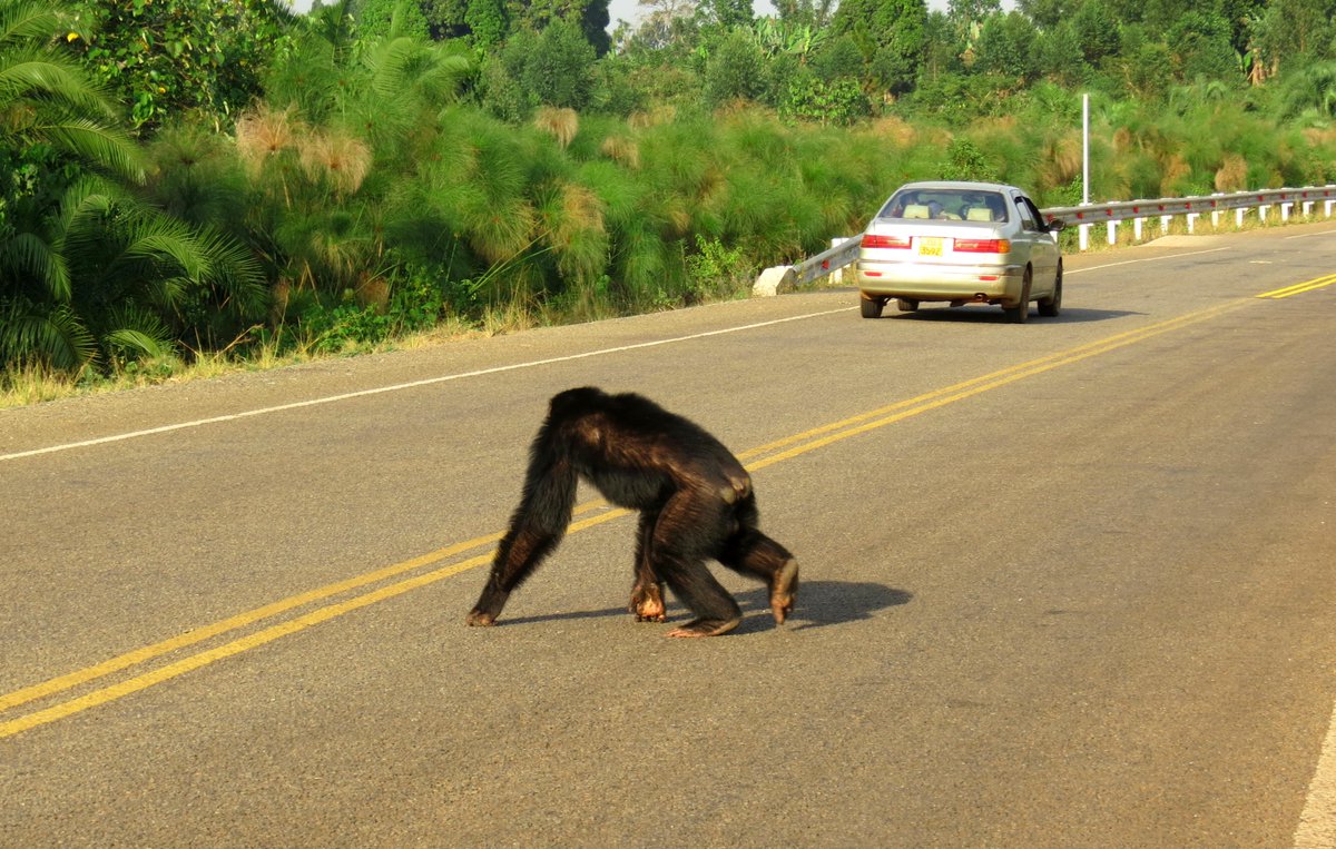 New research from Bulindi examines behavioral strategies of wild chimpanzees during busy road crossings. Check out the OA article here: onlinelibrary.wiley.com/doi/10.1002/aj…
@AmJPrimatol