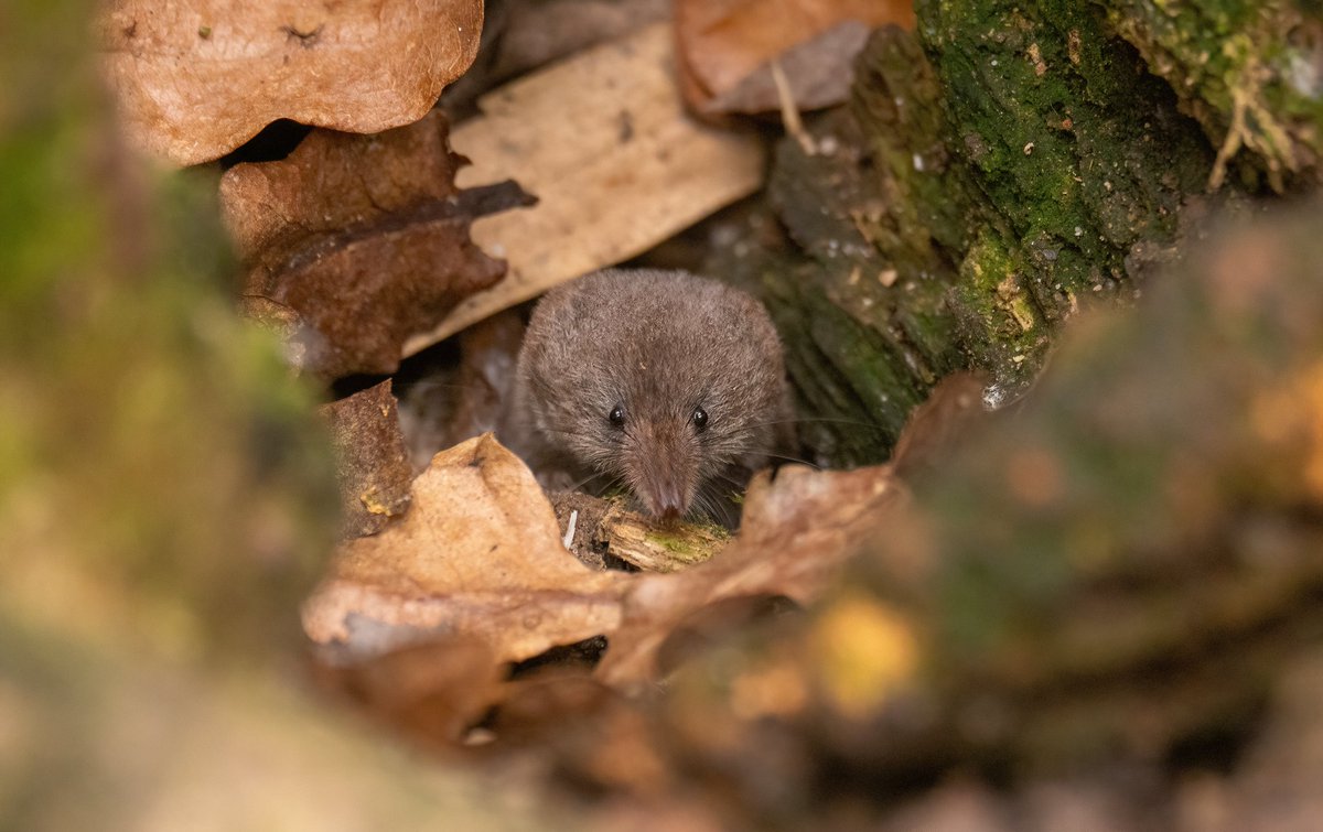 UK's smallest #mammal, the pygmy shrew in my #Norfolk #garden. Small, fast and never staying still, a real challenge to photograph. 
<a href="/Mammal_Society/">Mammal Society</a> <a href="/NorfolkWT/">Norfolk Wildlife Trust</a> @NorfolkNats <a href="/BBCSpringwatch/">BBC Springwatch</a> 
#BBCWildlifePOTD #springwatch #nature #wildlife #wildlifephotography #Naturephotography