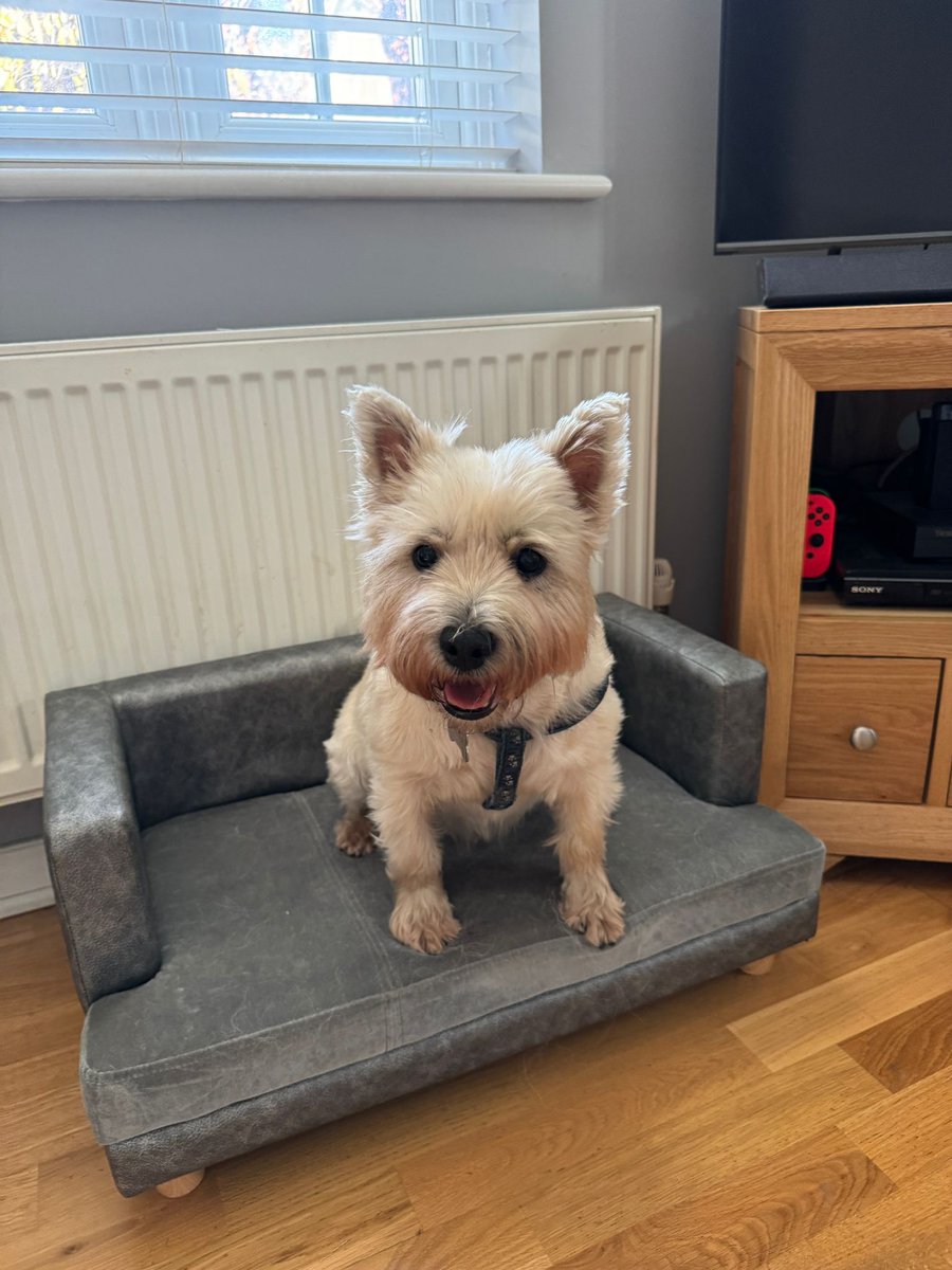 Rehoming Animals Telephone Service tweet media