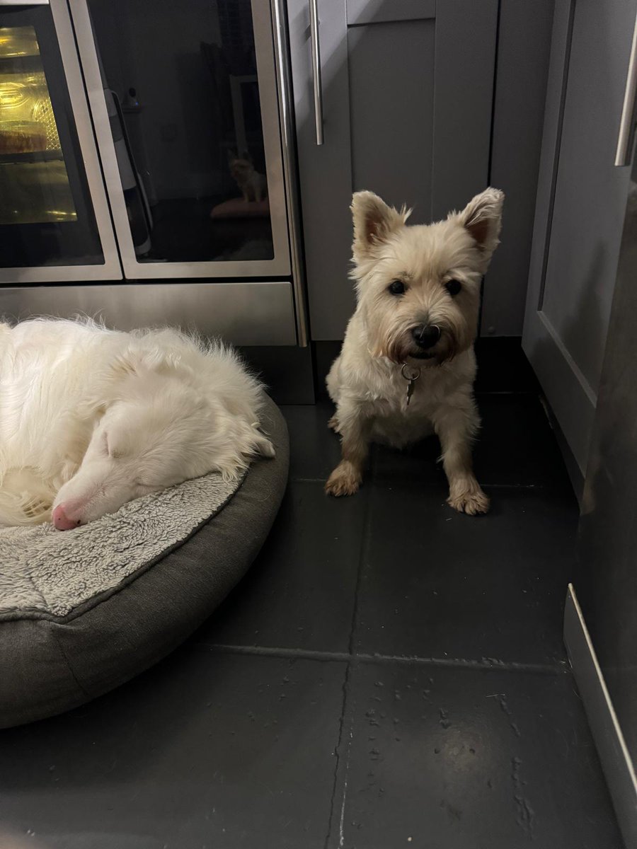 Meet Tycho! (Pronounced “tee-ko”).  He is a 7 year old Cairn Terrier looking for his forever home. 
Read more here 👉🏻 facebook.com/share/p/1Em3Yt…