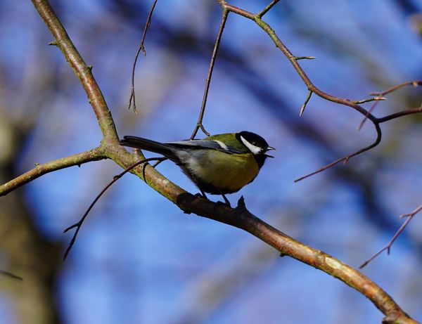 DorteHedengran's tweet photo. Unfortunately, I don't see many small birds anymore, but this Parus major sang so beautifully on a beautiful day 🐦

#Denmark #SonyAlpha #NaturePhotography #February9th #SundayVibes #SundayMorning #Sunday #animals #bird 

📸Dorte Hedengran https://t.co/IryfonNBpX