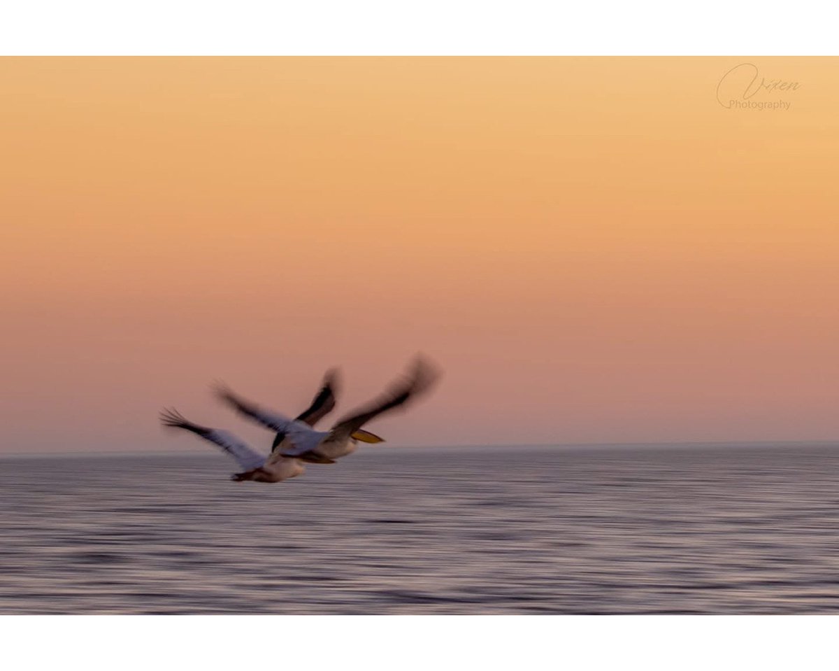 Two pelicans soaring in perfect synchronicity against the enchanting horizon of the Pans—offering a stunning moment for both landscape and bird photographers alike.

We know incredible locations that cater to photographers across various genres, ensuring you capture moments just