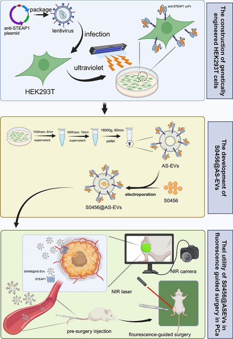 JCRnEDITORS's tweet photo. A novel prostate cancer-specific fluorescent probe based on extracellular vesicles targeting STEAP1 applied in fluorescence guided surgery.
| Shao-Gang Wang @HUST_China |
[50 days' free access]
#ExtracellularVesicle #FluorescentProbe 
https://t.co/65zXroD95m https://t.co/j90JWwmHPV