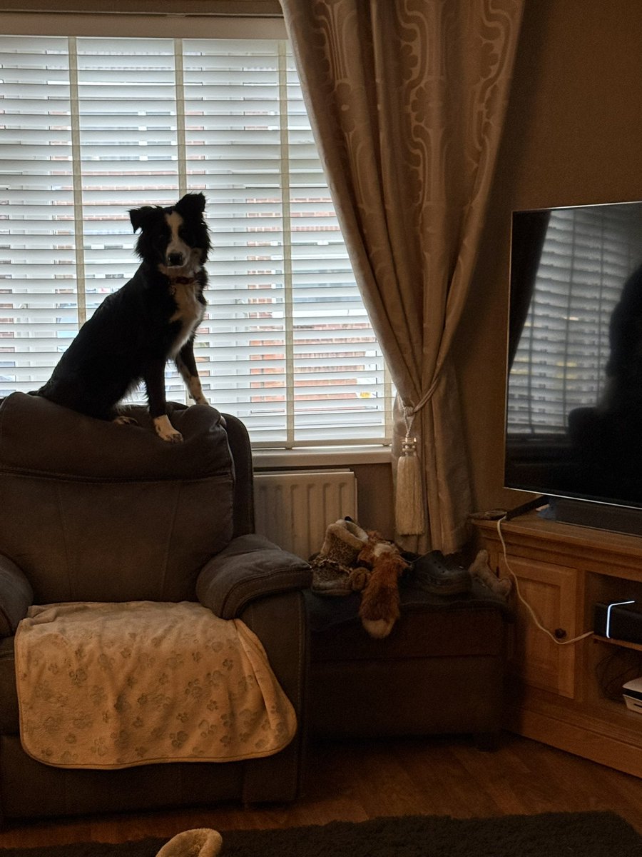 Morning 🐾 
Waiting for walkies. Come on mother, get cracking 

Wishing you a lovely Sunday